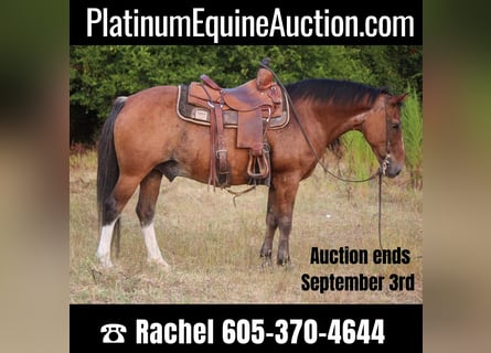 Quarter Pony, Castrone, 13 Anni, Baio roano