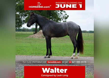 Quarter Pony, Castrone, 4 Anni, Roano blu