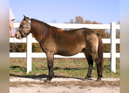 Quarter Pony, Castrone, 5 Anni, 119 cm, Pelle di daino