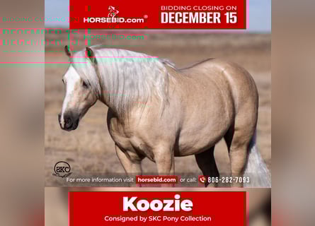 Quarter Pony, Castrone, 6 Anni, 127 cm, Palomino