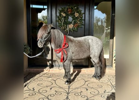 Quarter Pony, Castrone, 7 Anni