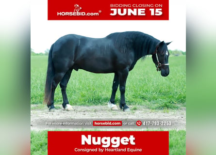 Quarter Pony, Castrone, 8 Anni, 132 cm, Morello