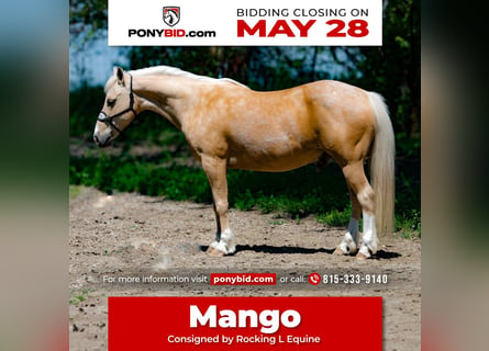 Quarter Pony, Castrone, 8 Anni, 132 cm, Palomino