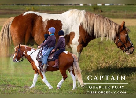 Quarter Pony, Castrone, 8 Anni, 132 cm, Tobiano-tutti i colori