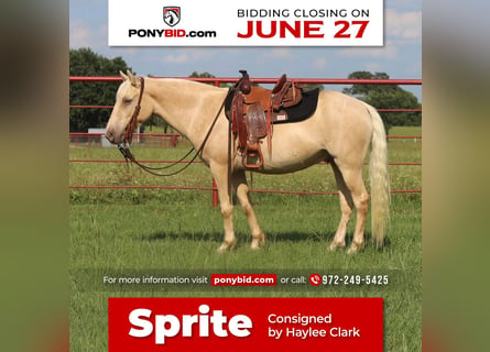 Quarter Pony, Castrone, 8 Anni, Champagne