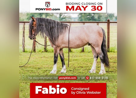 Quarter Pony, Castrone, 9 Anni, Baio roano
