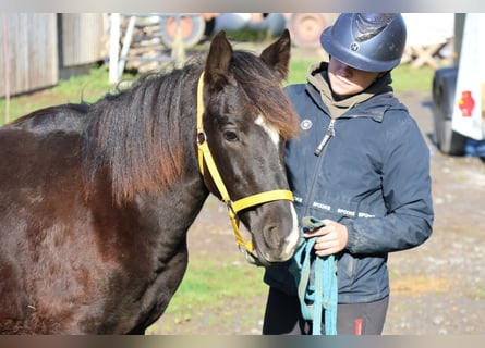 Quarter pony Croisé, Étalon, Poulain (01/2025), 150 cm, Noir