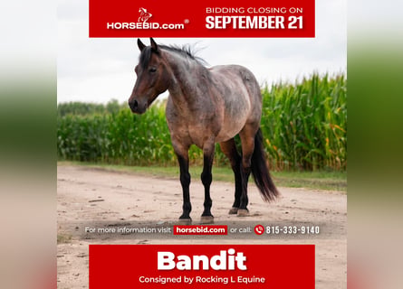 Quarter Pony, Gelding, 10 years, 13 hh, Roan-Blue