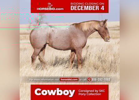Quarter Pony, Gelding, 10 years, 13 hh, Roan-Red