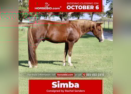 Quarter Pony, Gelding, 10 years, 13 hh, Sorrel