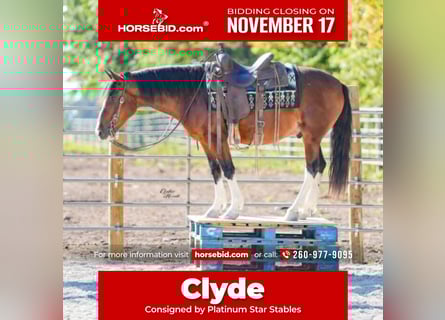 Quarter Pony, Gelding, 10 years, 13,2 hh, Bay