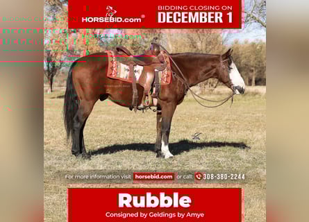 Quarter Pony, Gelding, 10 years, 13,3 hh, Bay