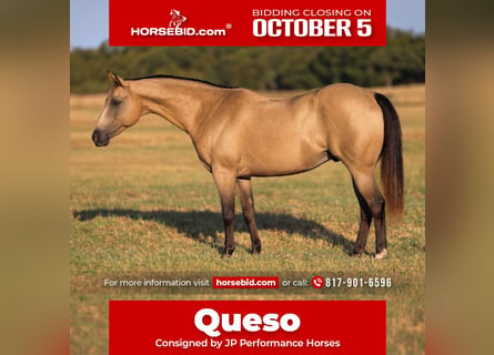 Quarter Pony, Gelding, 10 years, Buckskin