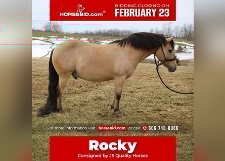 Quarter Pony, Gelding, 12 years, 13.1 hh, Buckskin