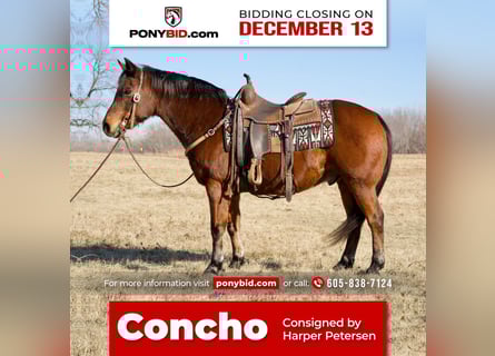 Quarter Pony Mix, Gelding, 12 years, 14 hh, Bay