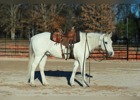Quarter Pony, Gelding, 13 years, 13.3 hh, Grey