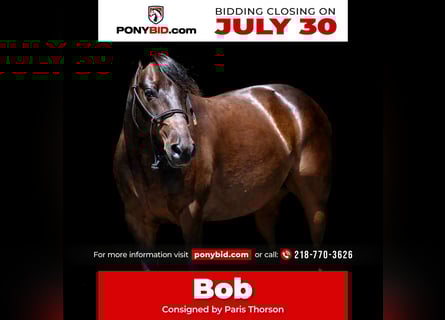 Quarter Pony, Gelding, 13 years, 13 hh, Bay