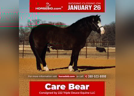 Quarter Pony, Gelding, 13 years, 13,3 hh, Black