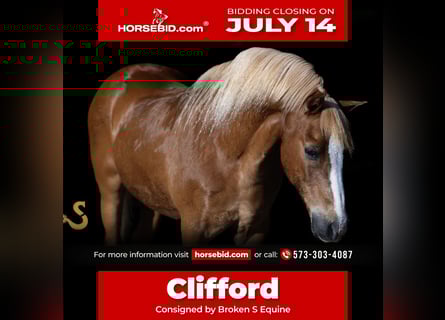 Quarter Pony, Gelding, 15 years, 12,2 hh, Sorrel