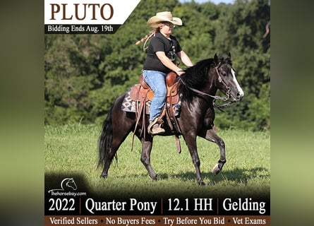 Quarter Pony, Gelding, 4 years, 12 hh, Black