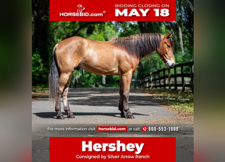 Quarter Pony, Gelding, 4 years, Bay