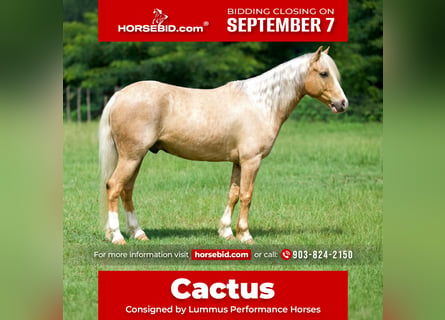 Quarter Pony, Gelding, 4 years, Palomino