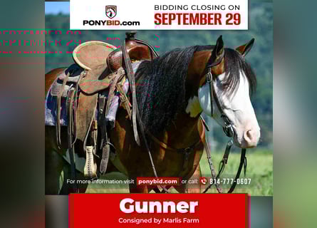 Quarter Pony, Gelding, 5 years, 12,3 hh, Pinto
