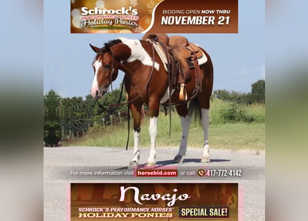 Quarter Pony, Gelding, 5 years, 13.2 hh, Pinto