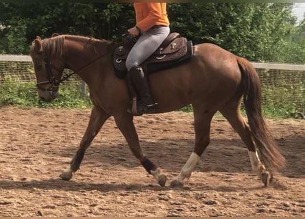 Quarter Pony, Gelding, 5 years, 14.3 hh, Chestnut-Red
