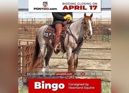 Quarter Pony, Gelding, 6 years, 14 hh, Roan-Red