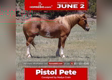 Quarter Pony Mix, Gelding, 6 years, 14 hh, Sorrel