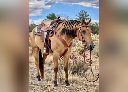 Quarter Pony, Gelding, 6 years, Buckskin