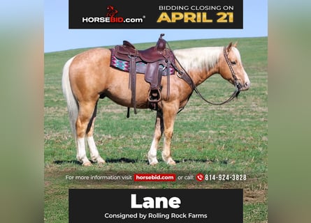 Quarter Pony, Gelding, 7 years, 14.2 hh, Palomino