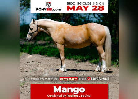 Quarter Pony, Gelding, 8 years, 13 hh, Palomino