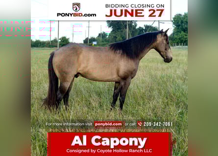 Quarter Pony, Gelding, 8 years, 13 hh