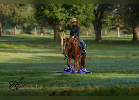 Quarter Pony, Gelding, 8 years, Sorrel