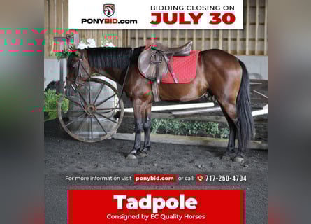 Quarter Pony Mix, Gelding, 9 years, 12.1 hh, Bay