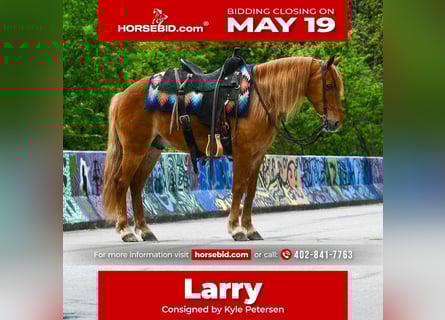 Quarter Pony, Gelding, 9 years, 13 hh