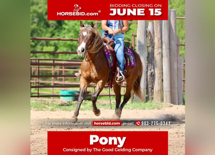 Quarter Pony, Gelding, 9 years, 14 hh, Bay