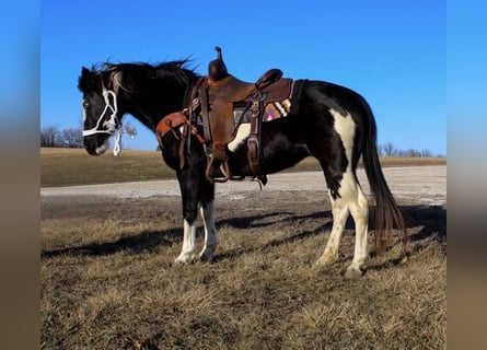 Quarter Pony, Giumenta, 10 Anni, 132 cm, Overo-tutti i colori