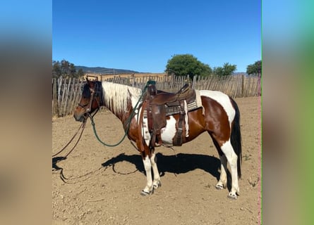 Quarter Pony, Giumenta, 13 Anni, 135 cm, Tobiano-tutti i colori