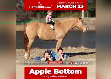 Quarter Pony, Giumenta, 8 Anni, 132 cm, Red dun