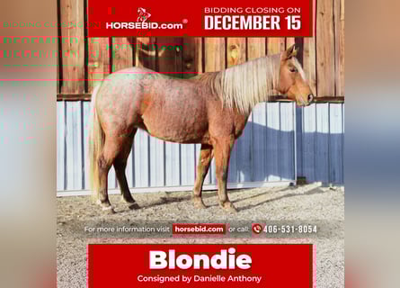 Quarter Pony, Giumenta, 9 Anni, 135 cm, Roano rosso