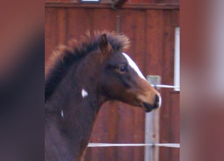 Quarter Pony, Hengst, 1 Jaar, 148 cm, Overo-alle-kleuren