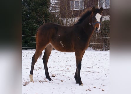 Quarter Pony, Hengst, 1 Jaar, 148 cm, Overo-alle-kleuren