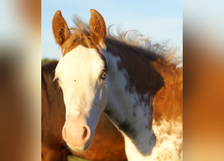 Quarter Pony, Hengst, 1 Jaar, 150 cm, Overo-alle-kleuren