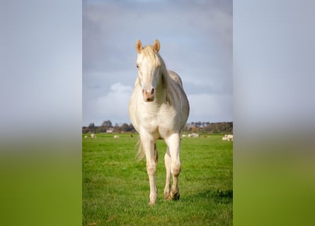 Quarter Pony, Hengst, 2 Jaar, 150 cm, Champagne