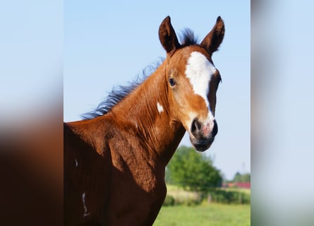 Quarter Pony, Hengst, , 148 cm, Brauner