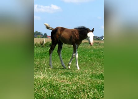Quarter Pony, Hengst, Fohlen (06/2023), 148 cm, Overo-alle-Farben