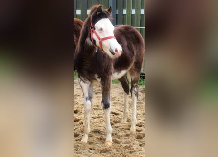 Quarter Pony, Hengst, Fohlen (06/2023), 148 cm, Overo-alle-Farben